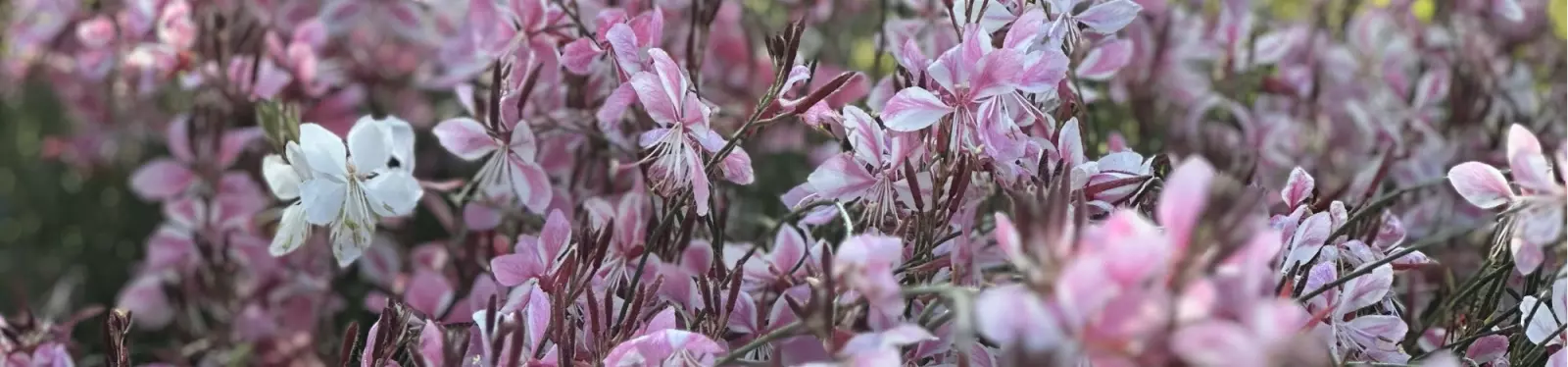Gaura lindheimeri Ooidonk