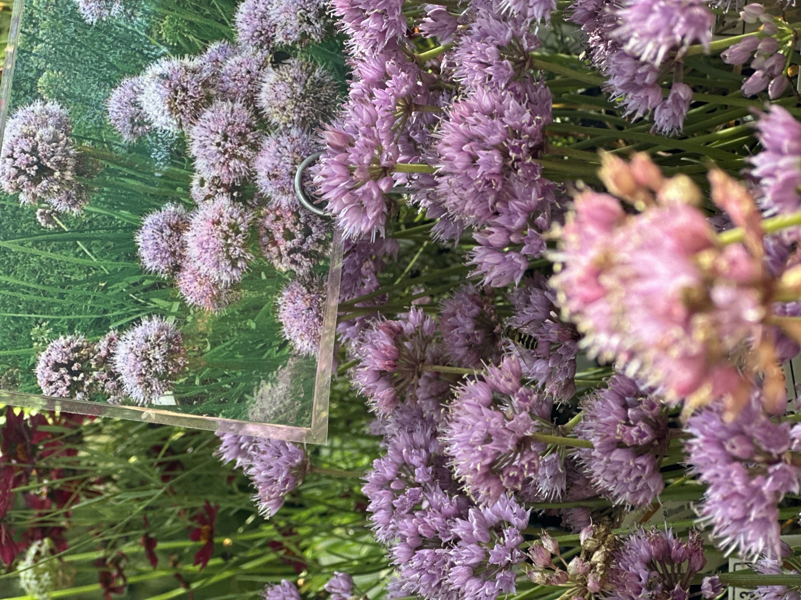 Aatalanta: ruime keuze doorlevende planten